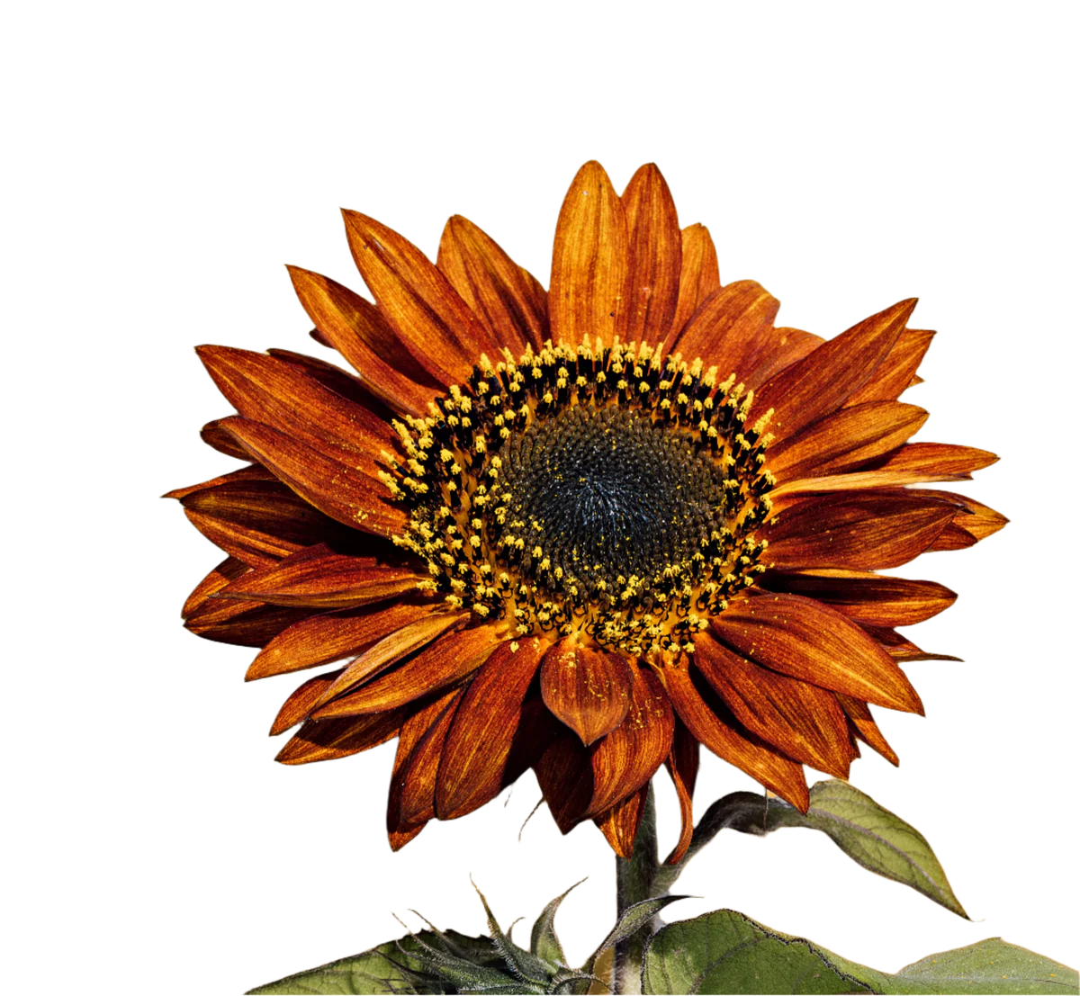 Grow Your Sustainable Garden Legacy
