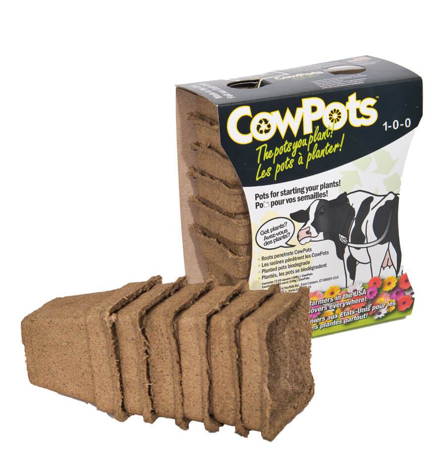 3 Inch Cow Pots