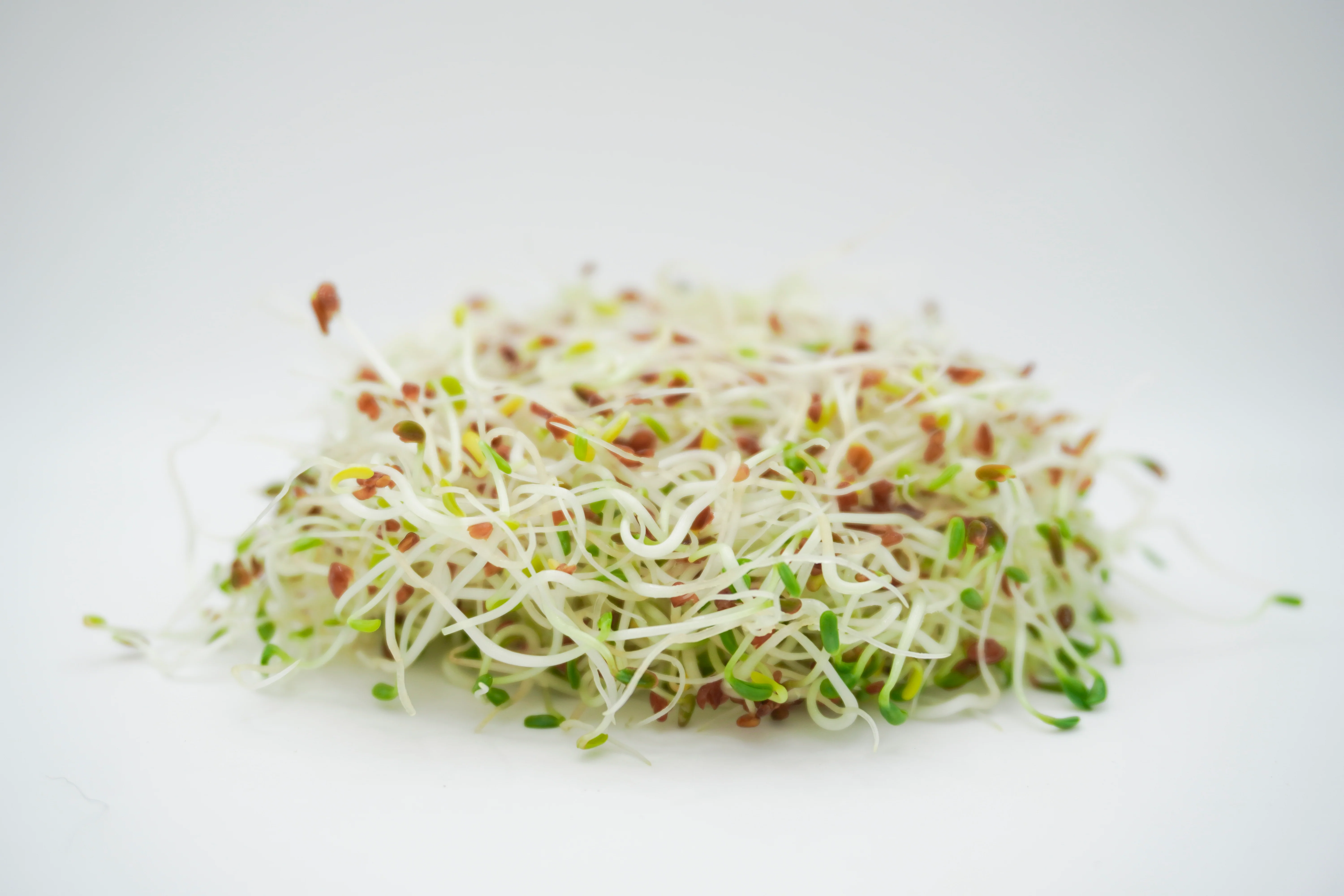 Alfalfa Sprouting Seeds Organic - Image 4