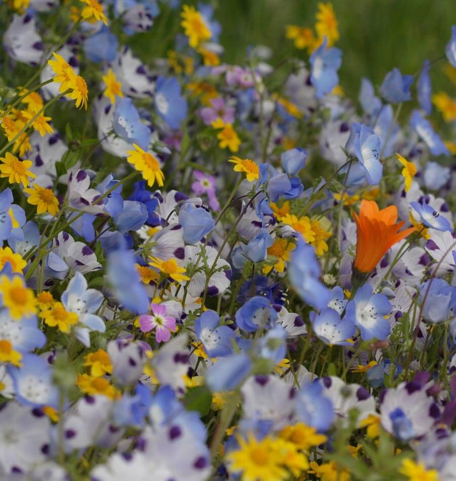Alternative Lawn Blend - Image 2