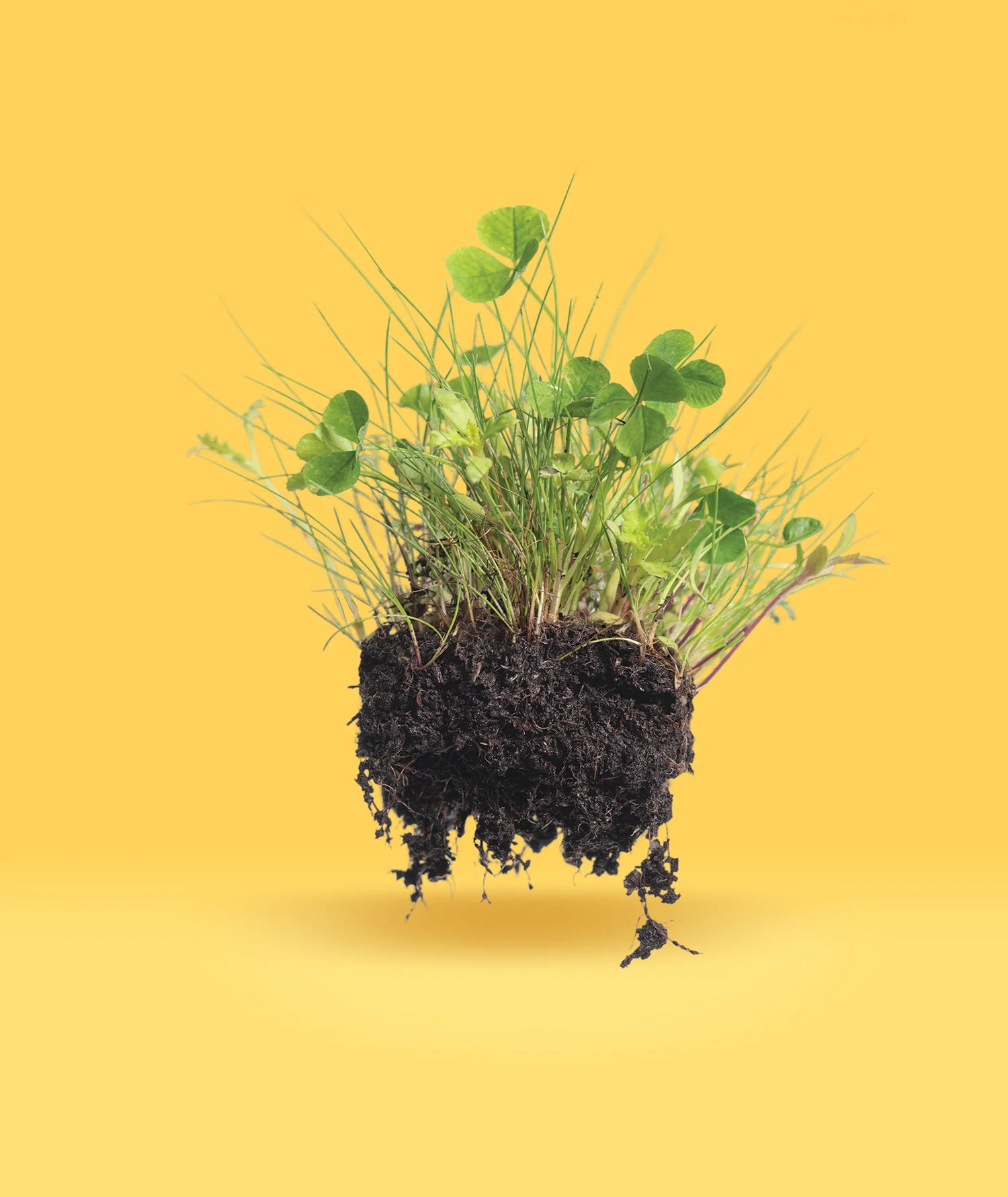 Alternative Lawn Blend - Image 3