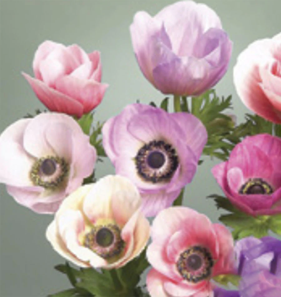 Anemone Carmel Pastel Mix 5/pk - Image 3