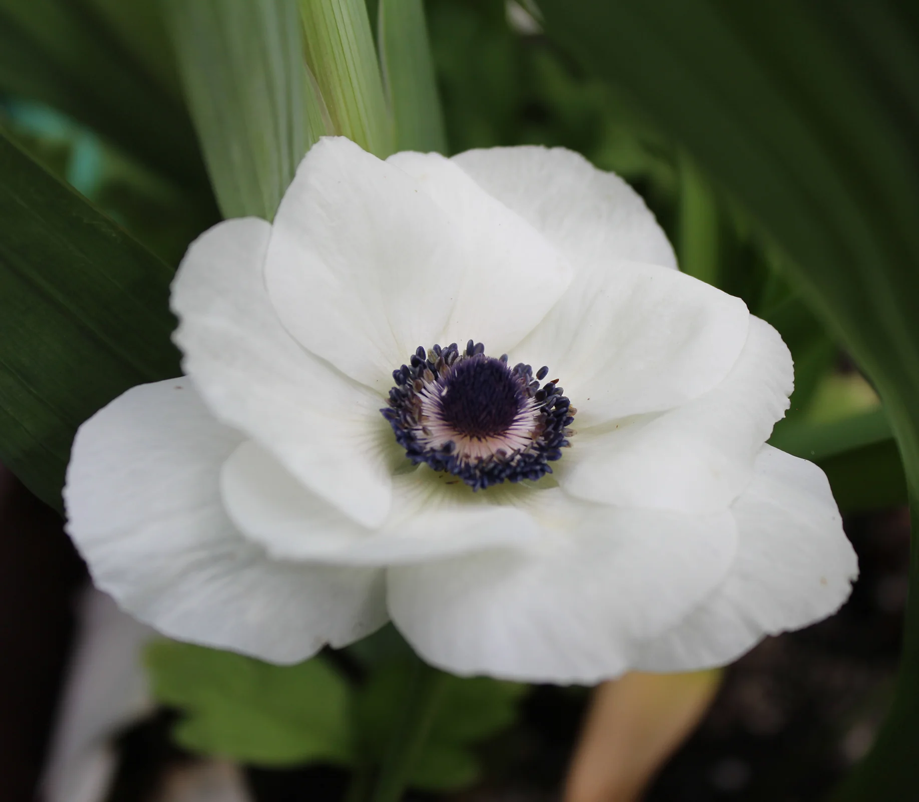 Anemone Carmel White 5pk - Image 2