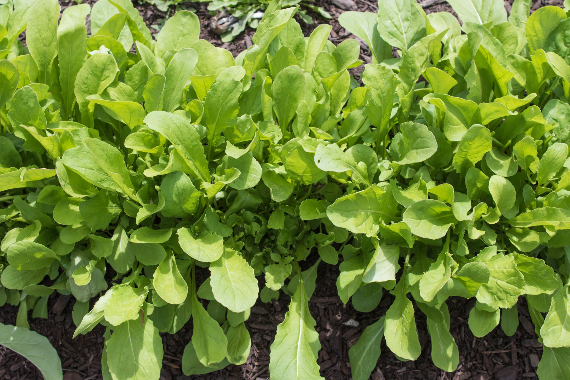 Arugula Seed Tape