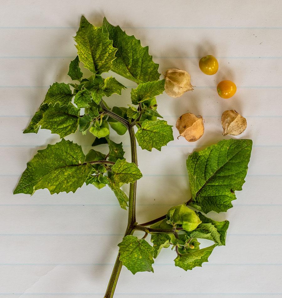 Aunt Molly's Ground Cherry - Image 2
