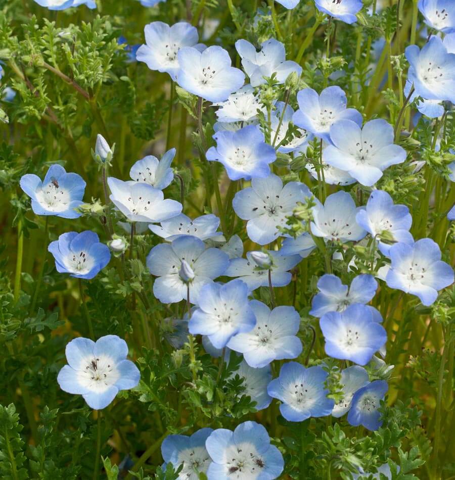Baby Blue Eyes - Image 2