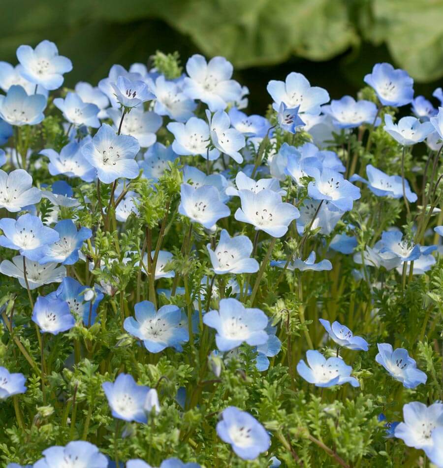 Baby Blue Eyes - Image 3