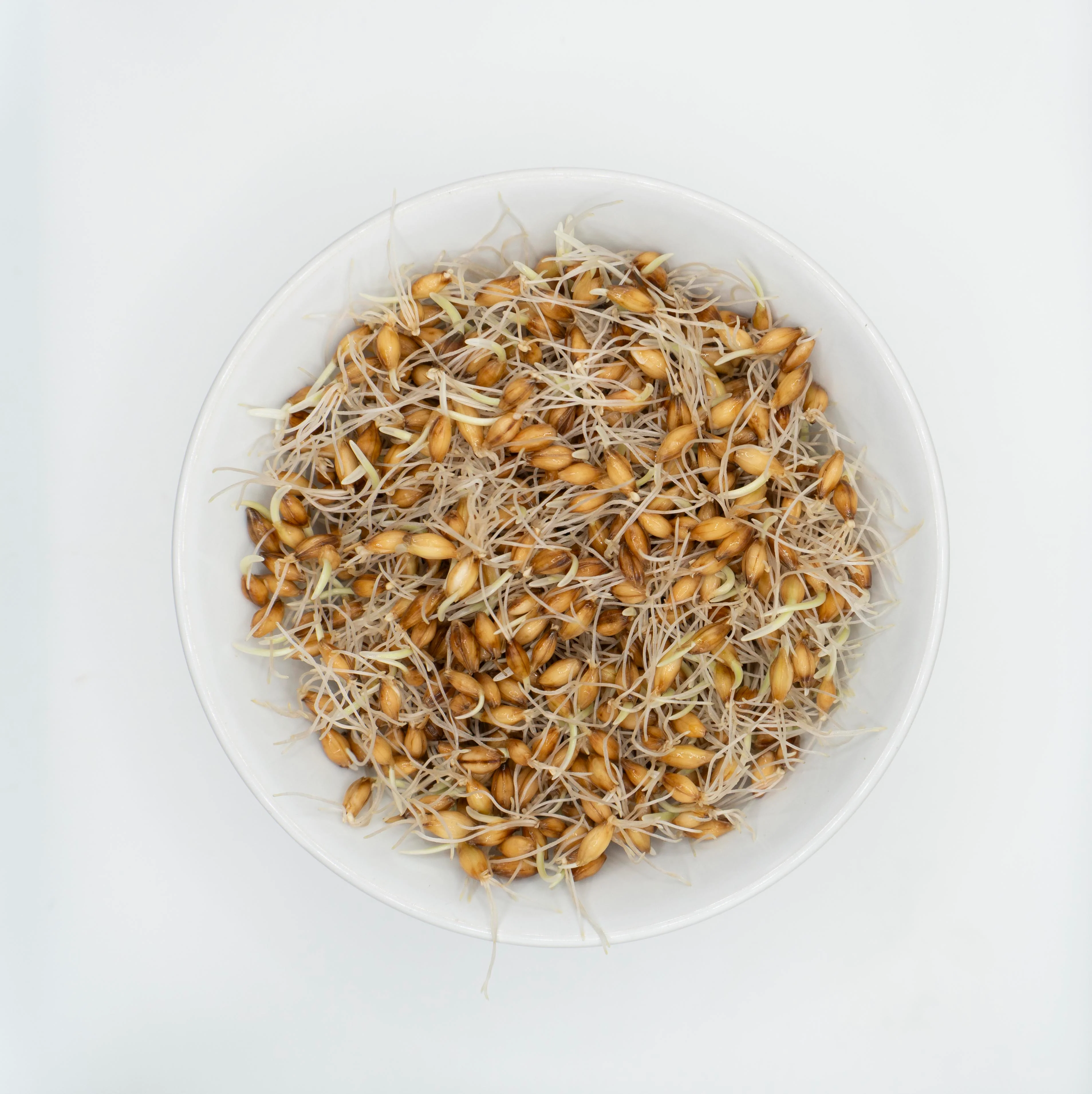 Barley Organic - Image 4