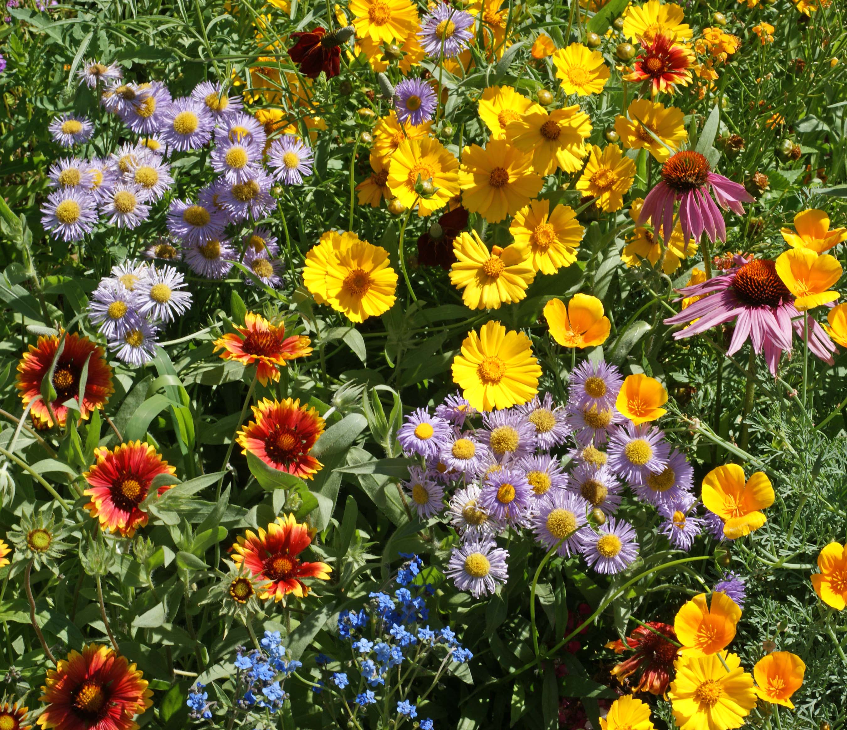 Bee Garden Blend - Image 2