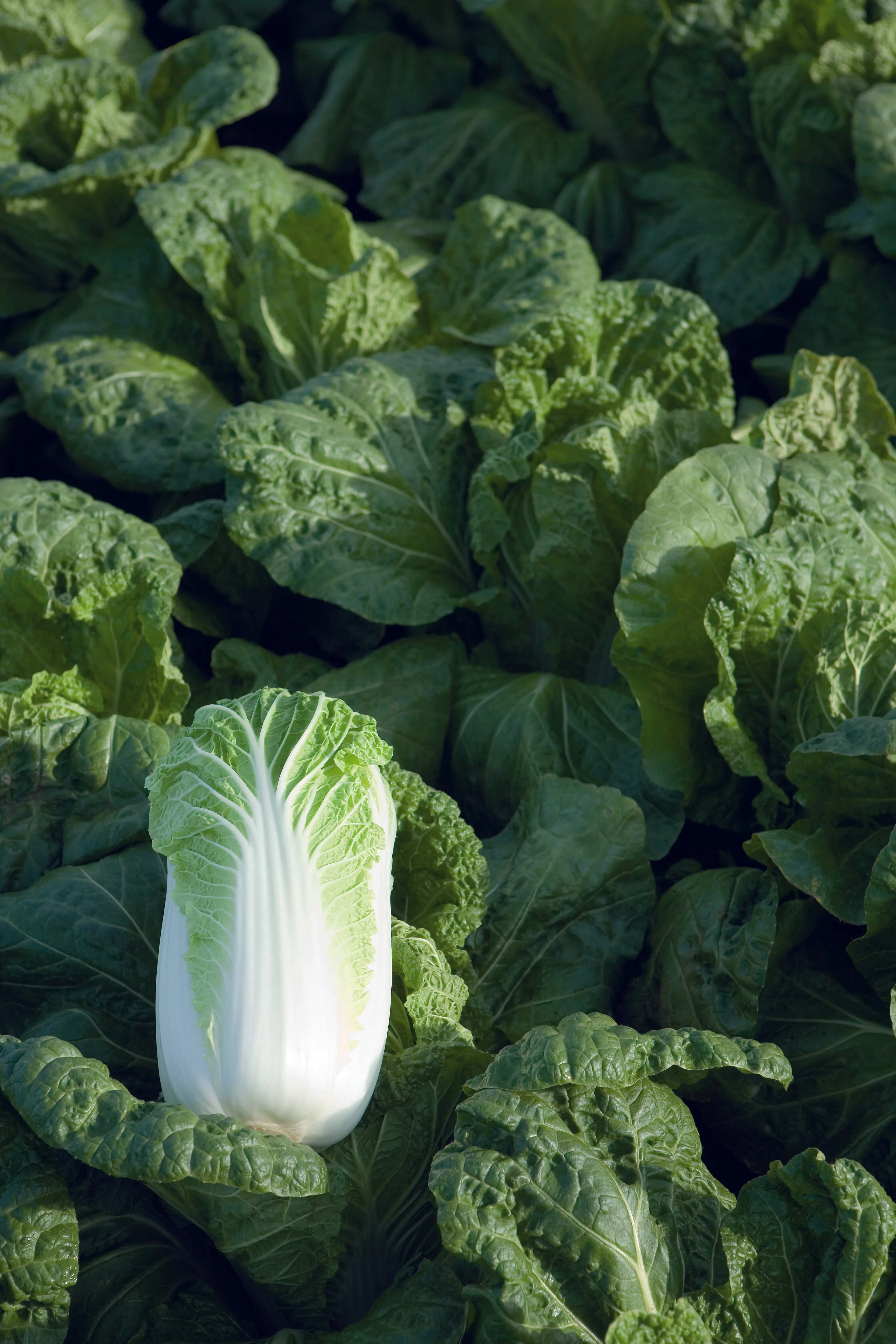 Bilko F1 Organic - Image 2
