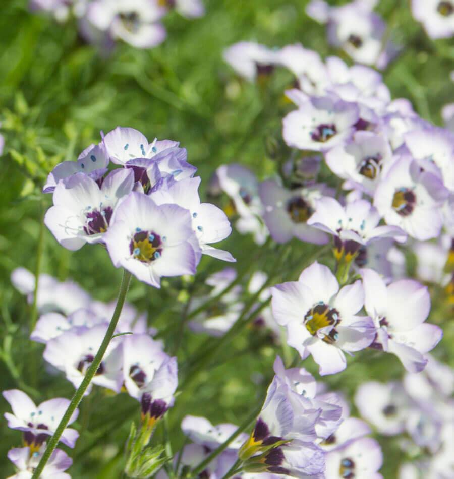 Bird's Eyes Gilia - Image 3