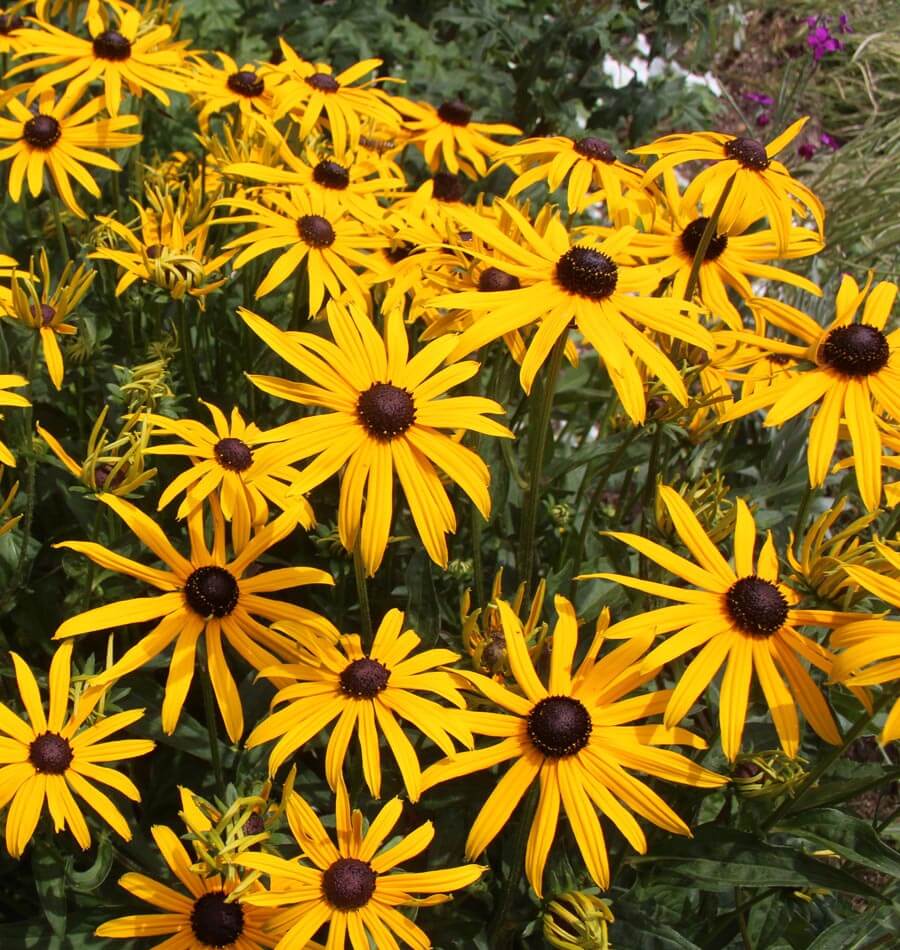 Black Eyed Susan - Image 3