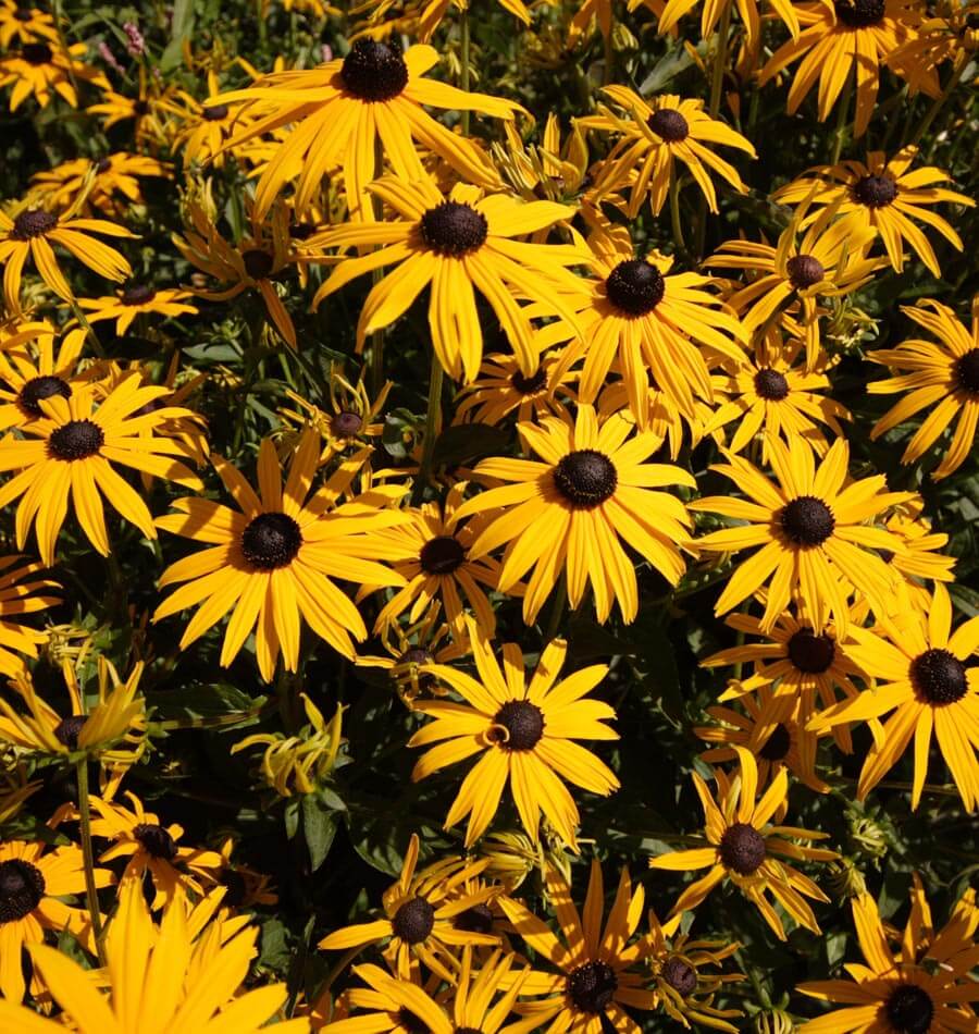 Black Eyed Susan - Image 4