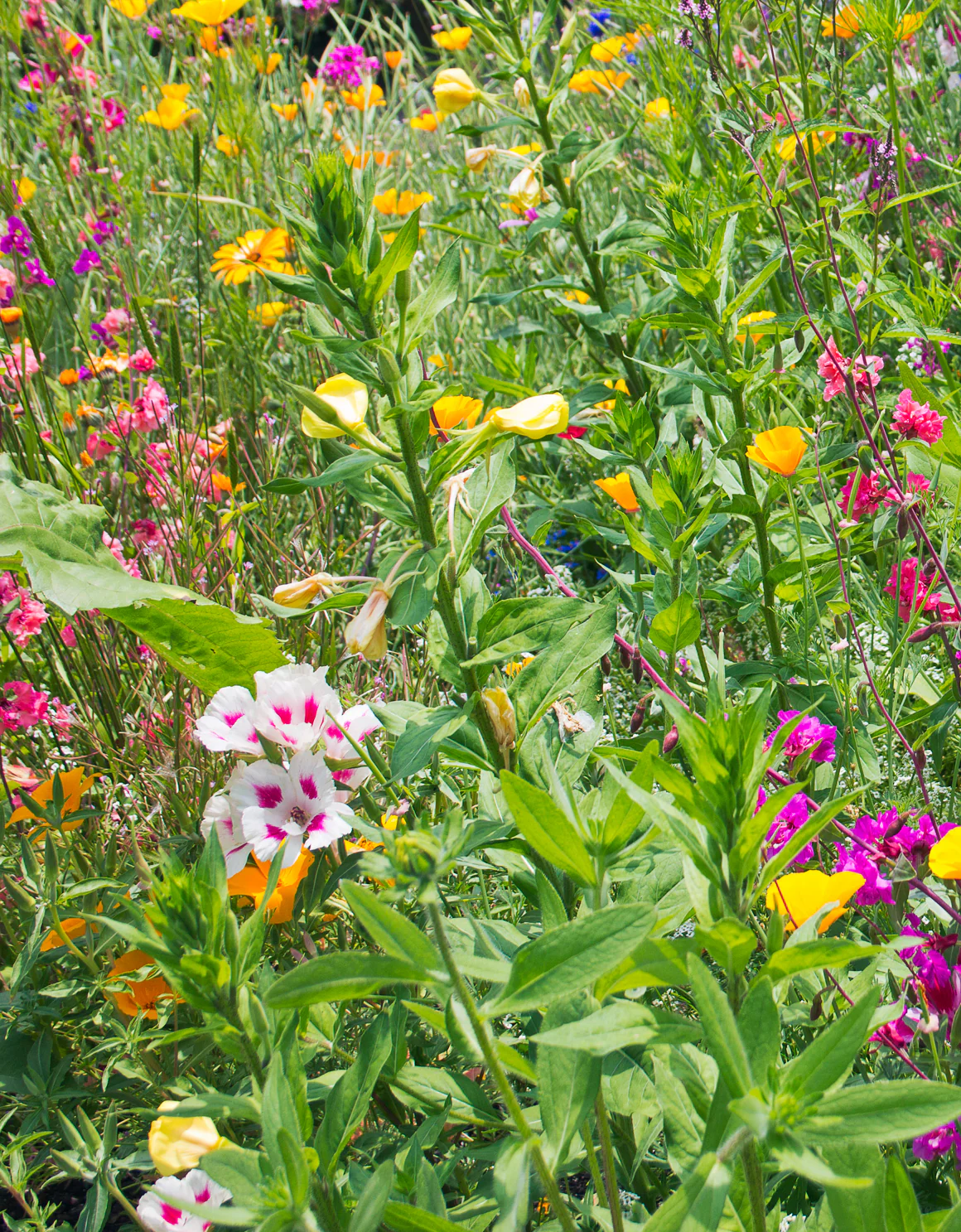 Butterfly Blend - Image 3
