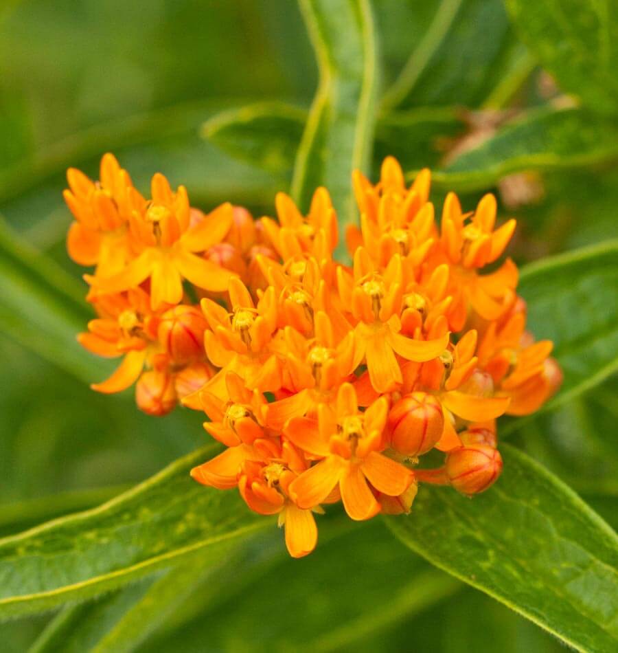 Butterfly Bush - Image 2