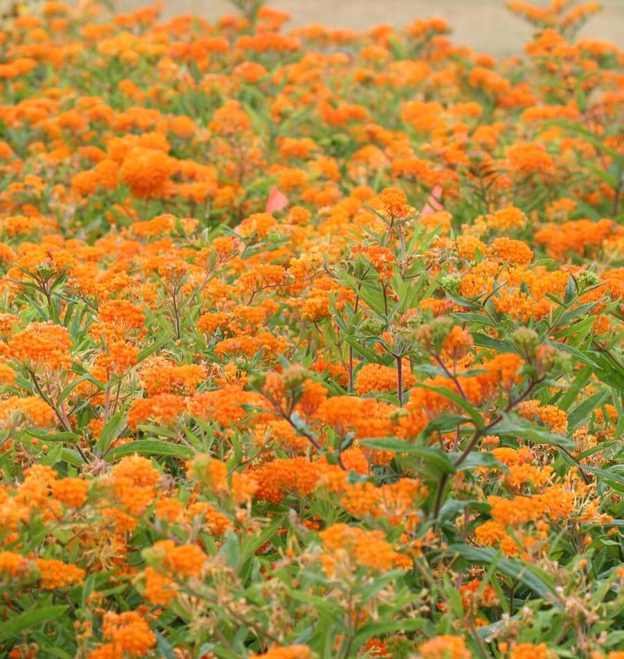 Butterfly Bush - Image 4