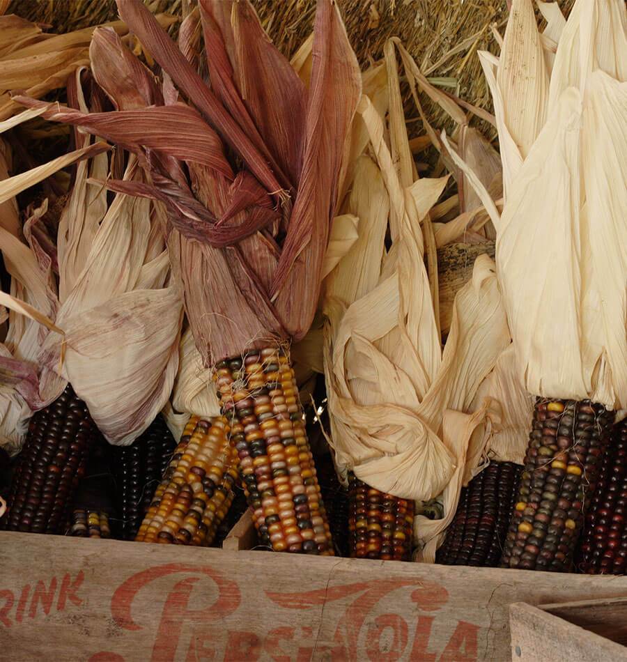 Calico Popcorn - Image 3