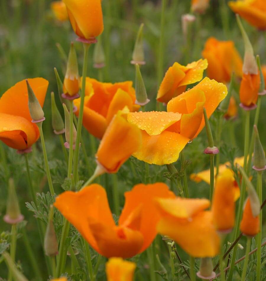 California Orange - Image 2