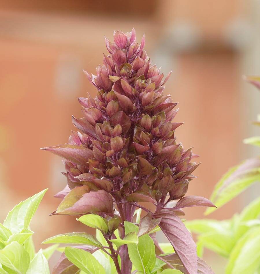Cardinal Organic - Image 3