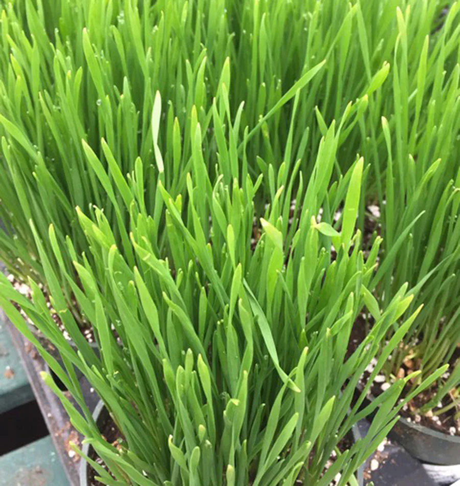 Orchard Grass - Image 2