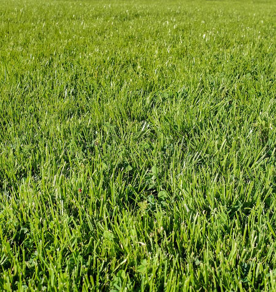 Chafer Beetle Resistant Lawn Blend - Image 2