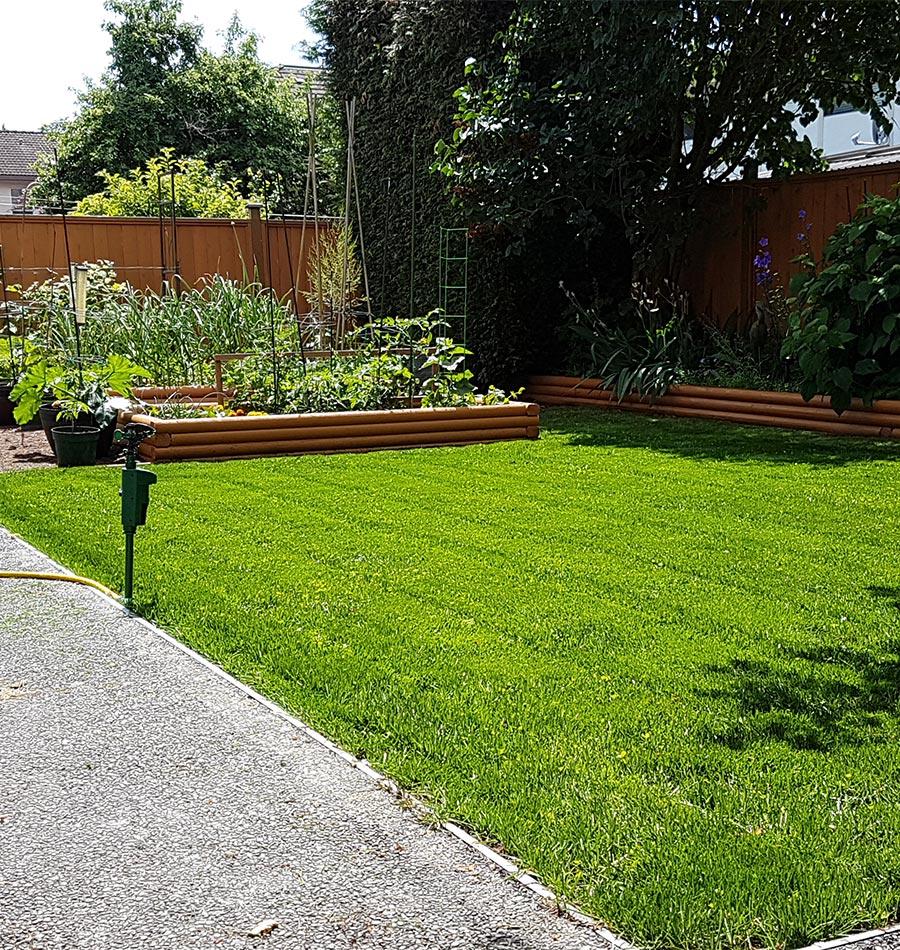 Chafer Beetle Resistant Lawn Blend - Image 5