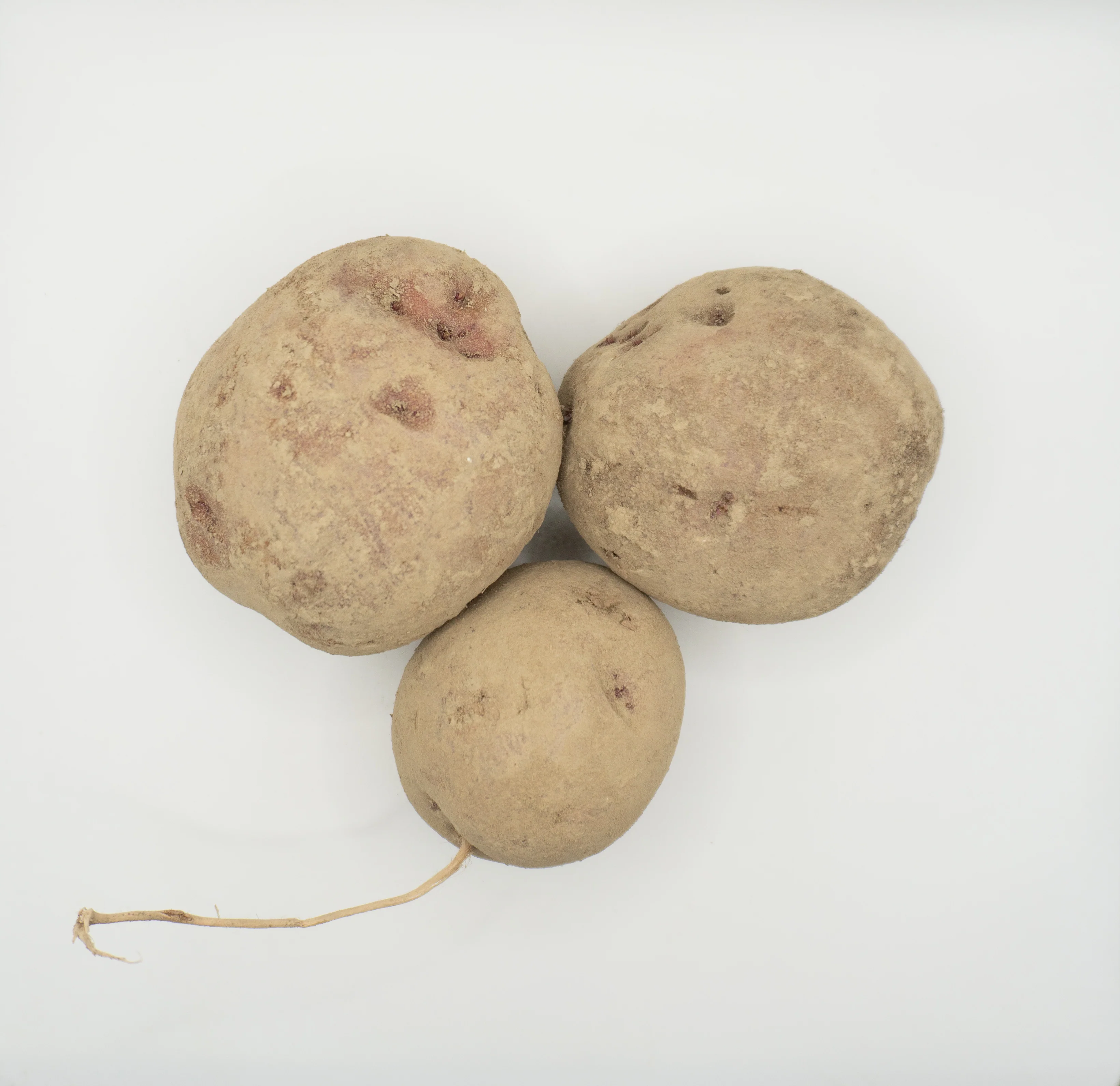 Chieftain Organic - Image 4