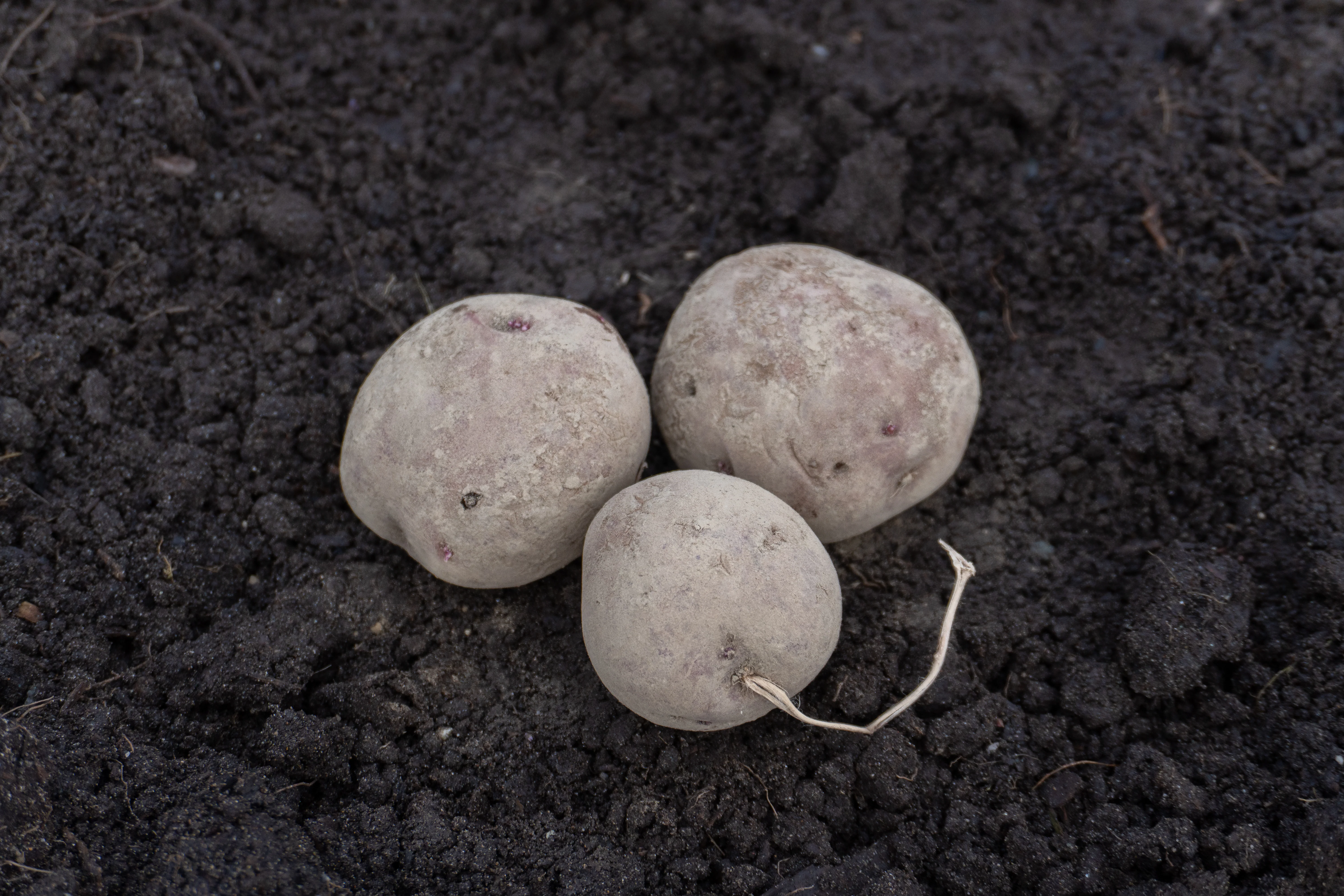 Chieftain Organic - Image 6