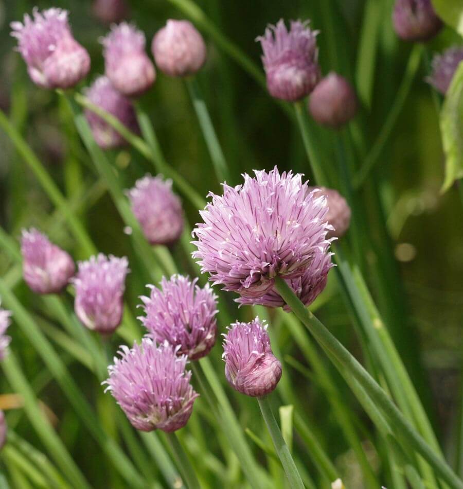Chives - Image 2