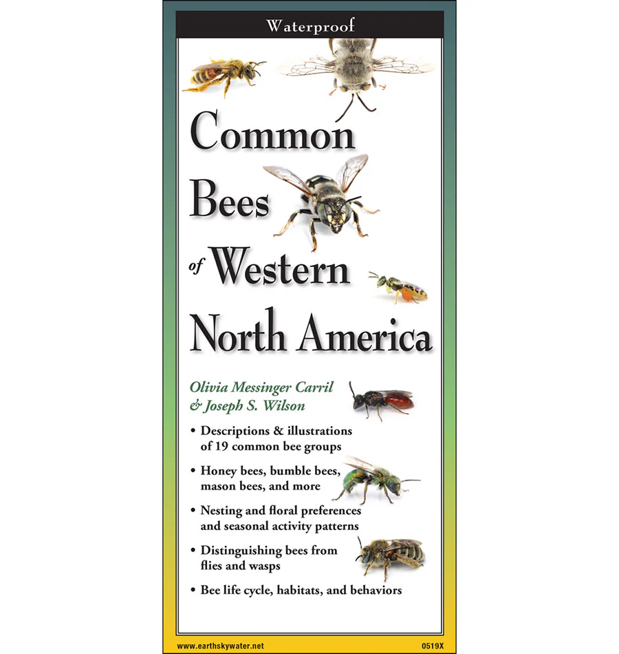 Common Bees of Western North America