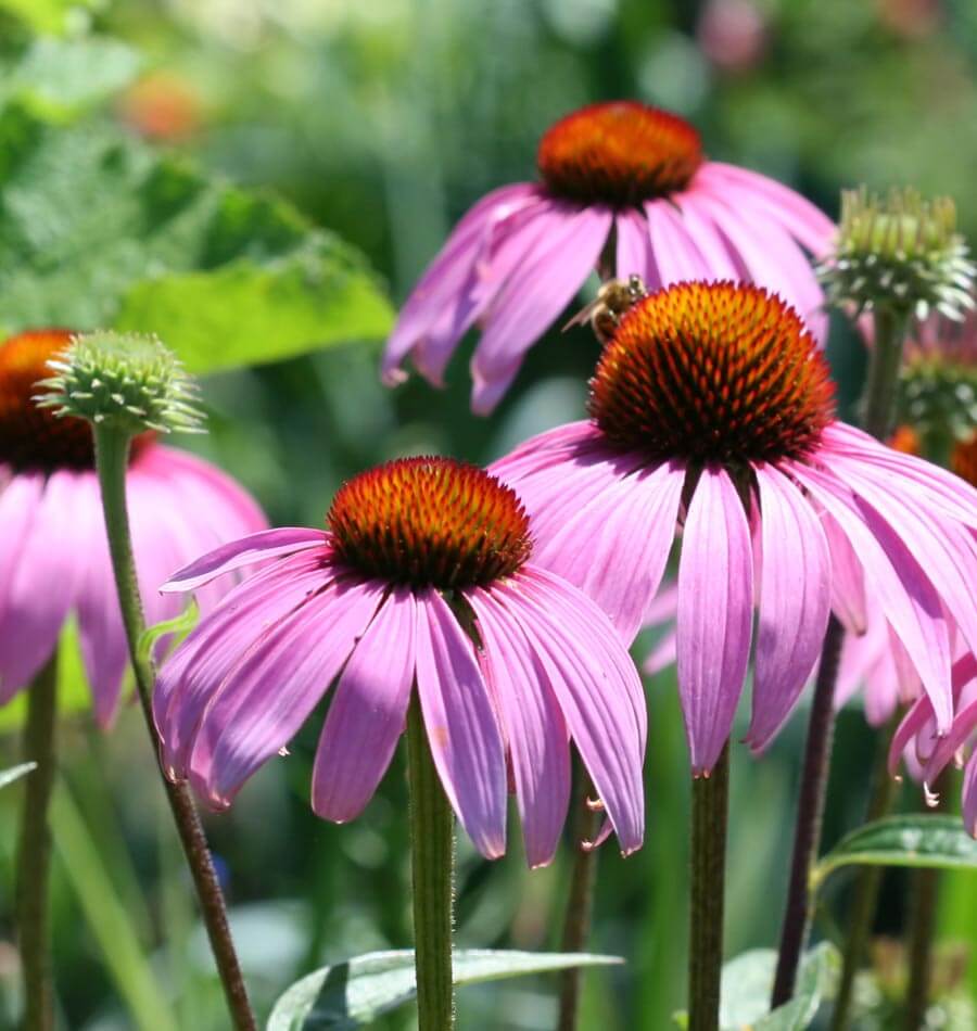 Purple Coneflower - Image 3