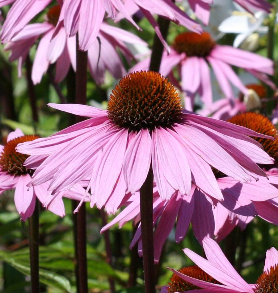 Purple Coneflower - Image 4