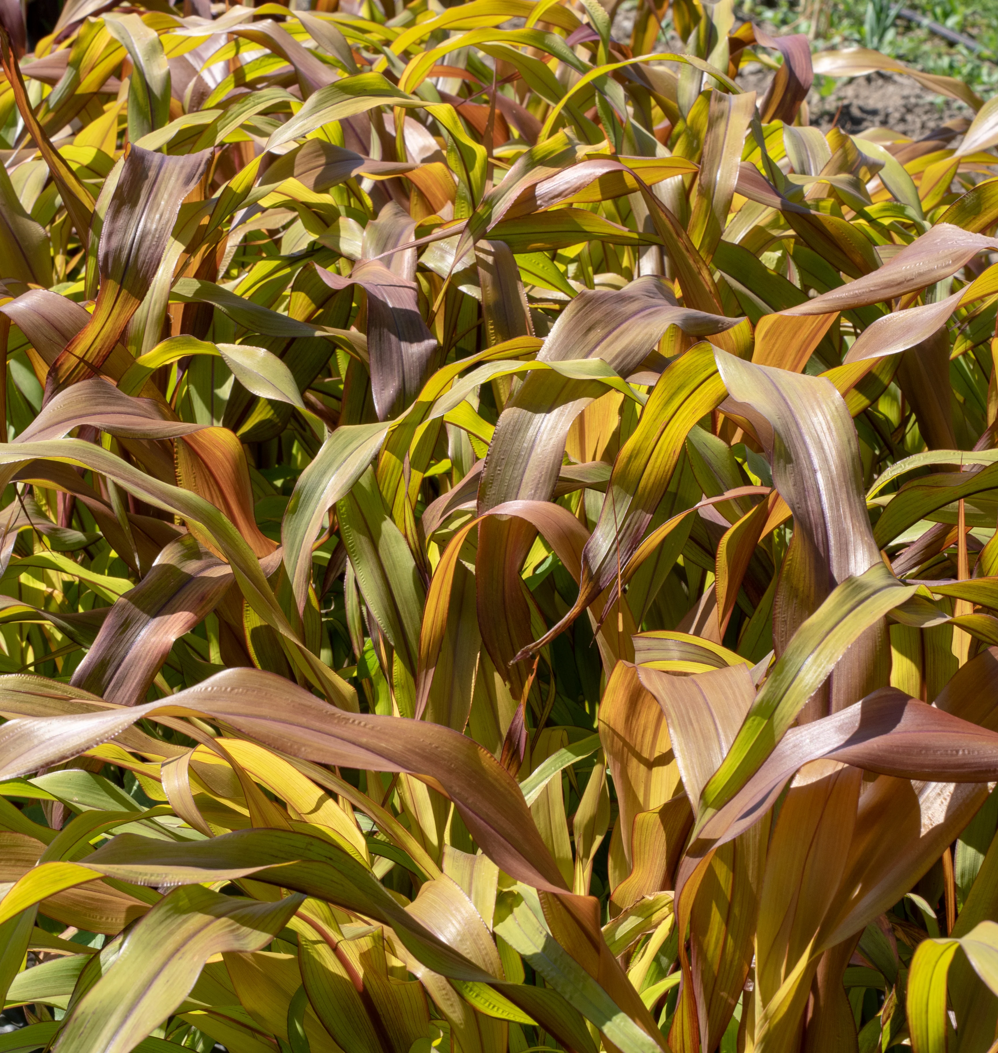Copper Prince Millet - Image 4