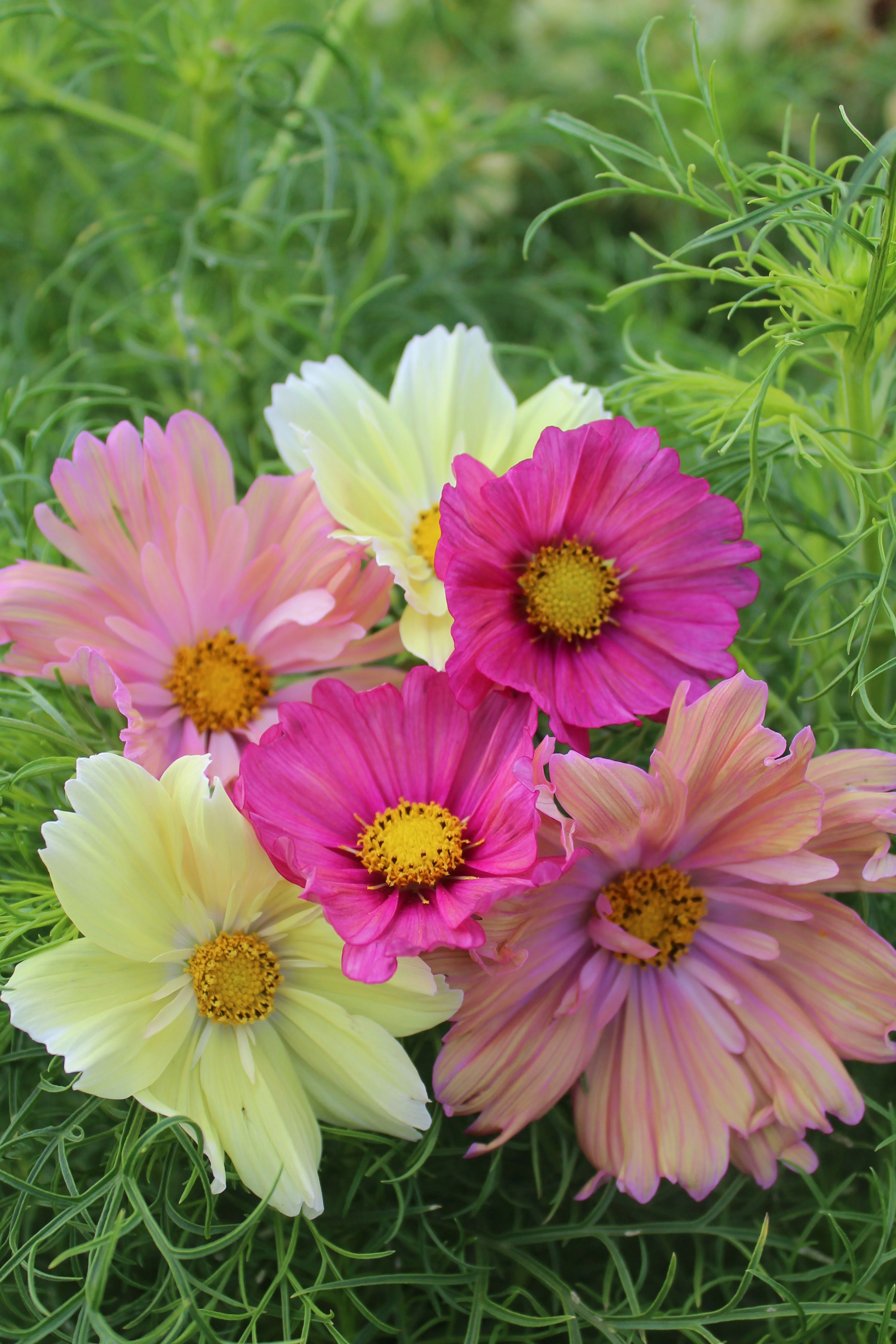 Cotton Candy Mix - Image 2