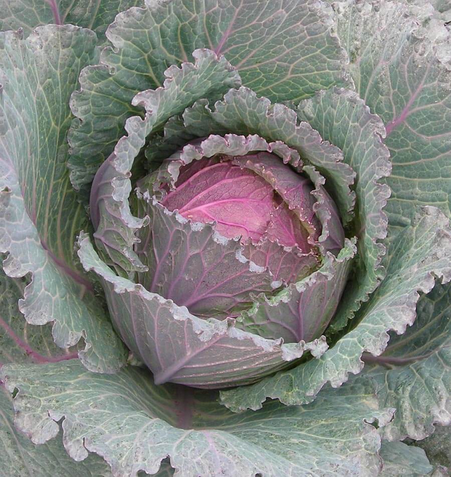 Deadon F1 Coated Organic - Image 3