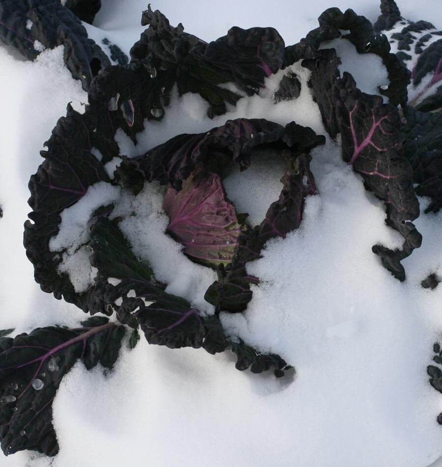 Deadon F1 Coated Organic - Image 4