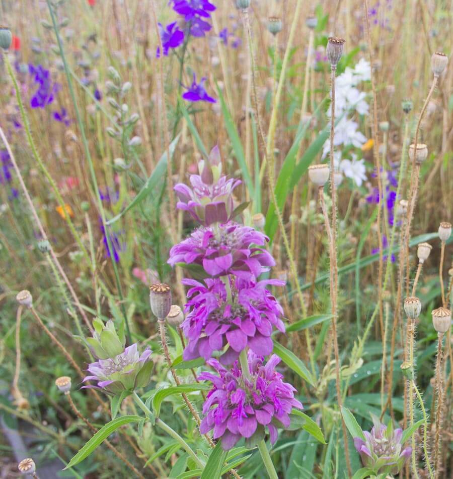 Deer Resistant Blend - Image 3