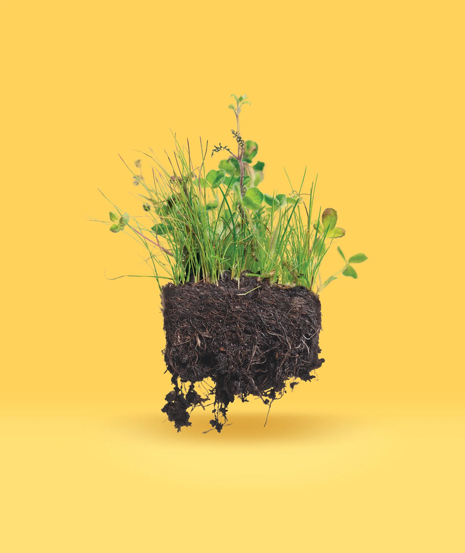 Easy Care Envirolawn - Image 3