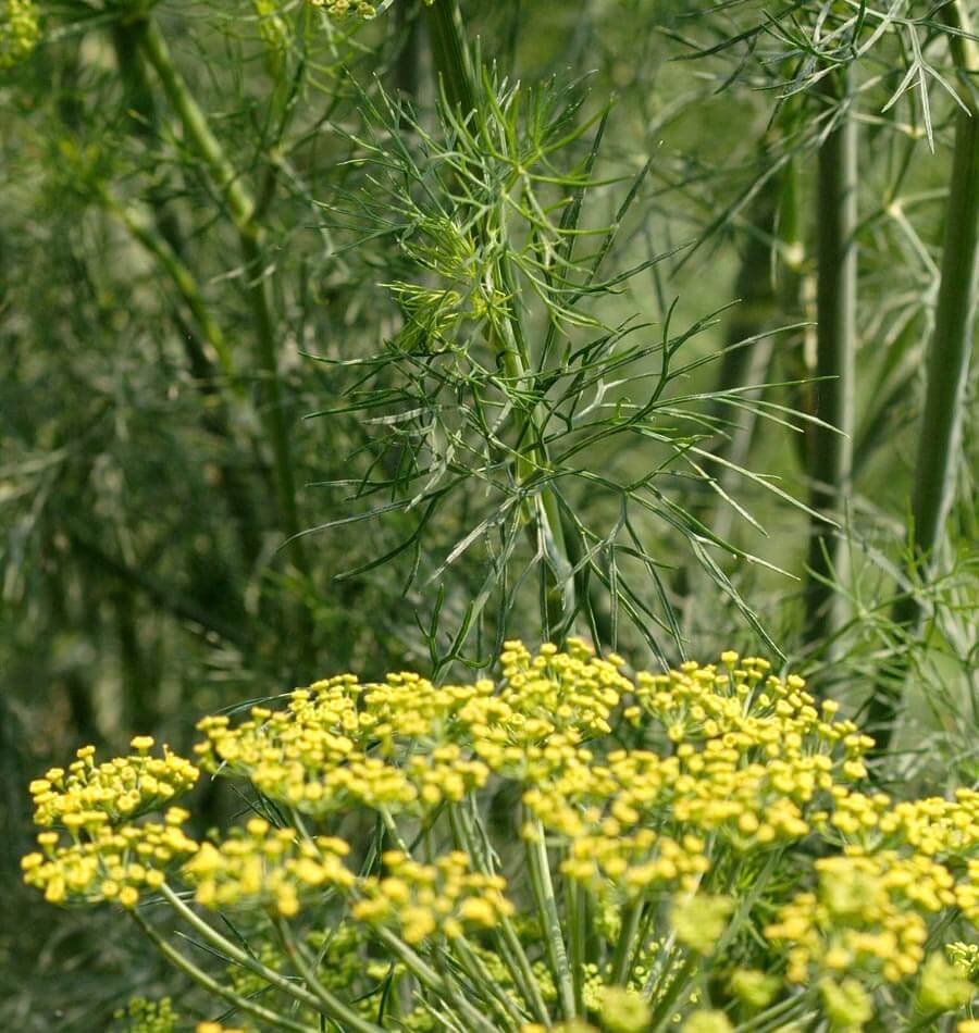 Fernleaf - Image 2