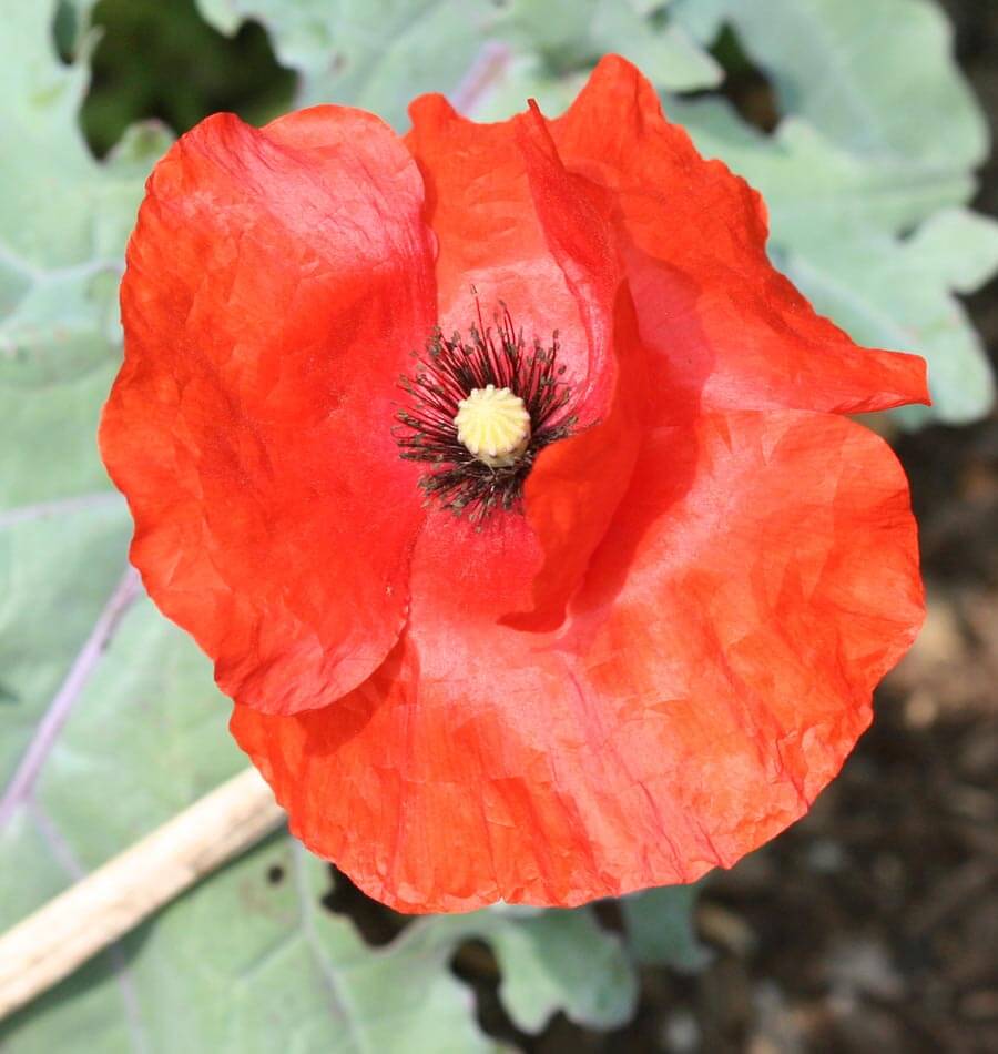 Flanders Poppy - Image 3