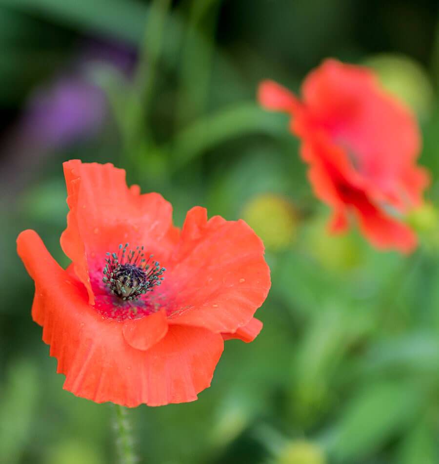 Flanders Poppy - Image 4