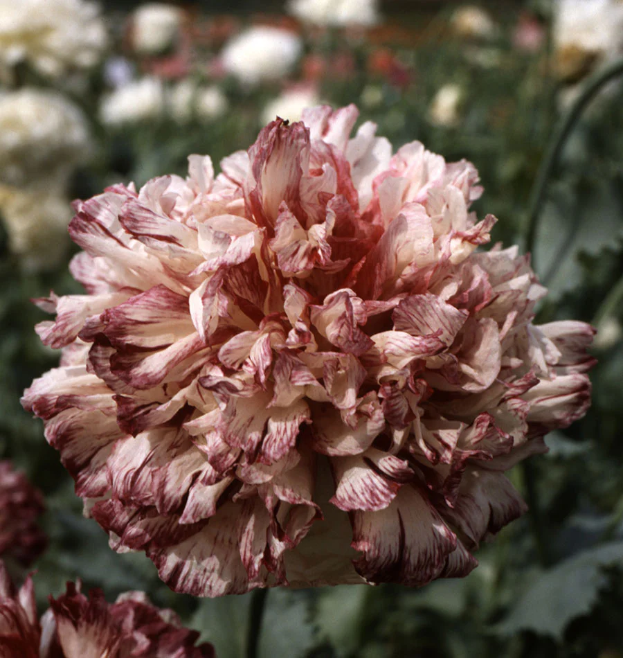 Flemish Antique Peony - Image 2