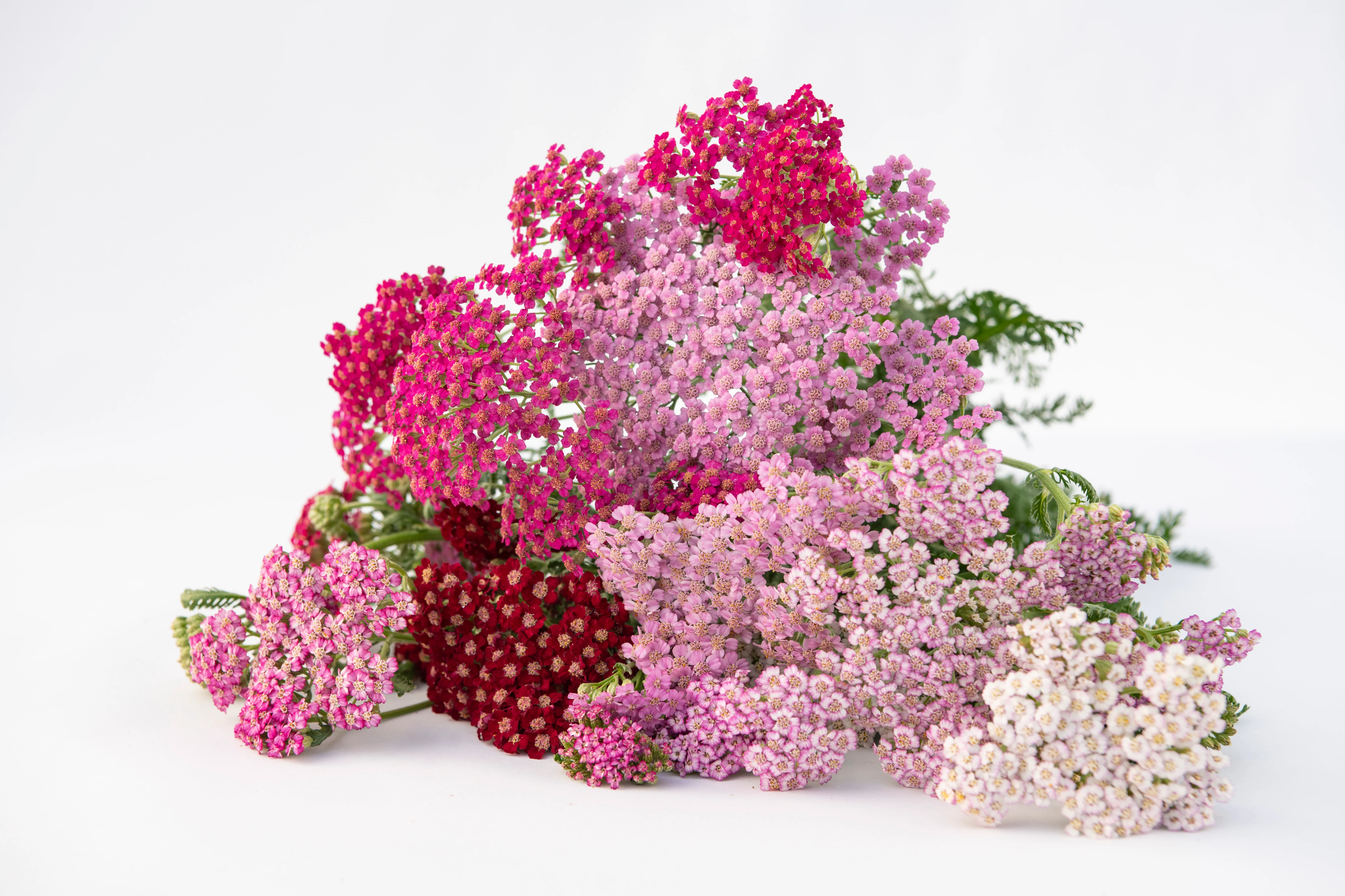 Flowerburst Fruit Bowl
