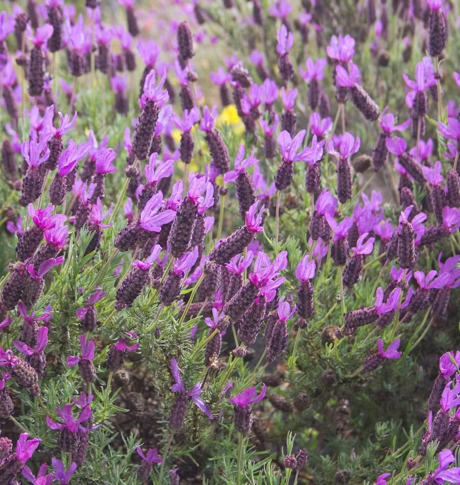 French Lavender - Image 4