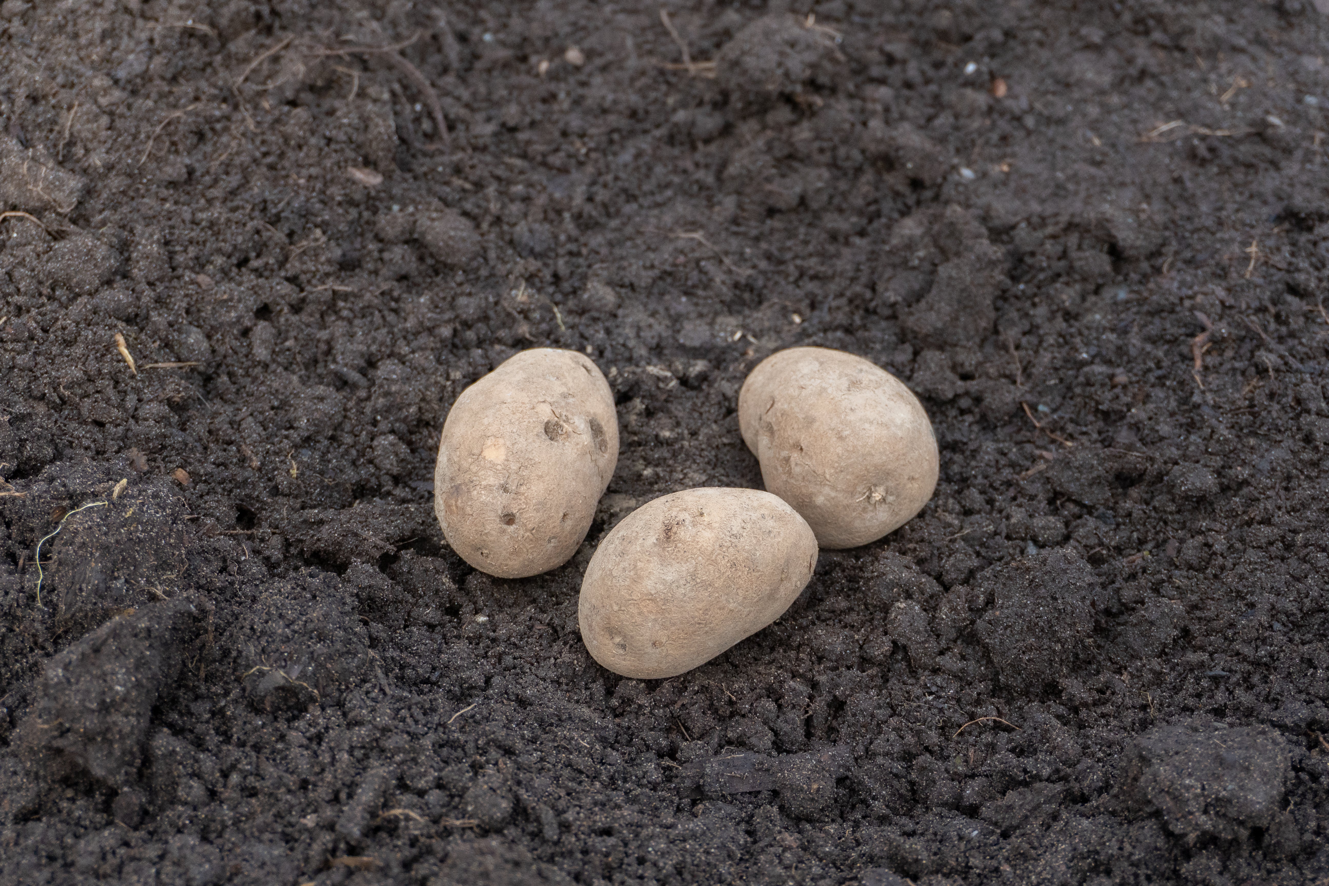 GemStar Russet Organic - Image 4