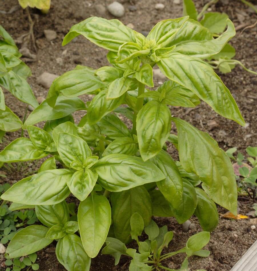 Genovese - Image 3