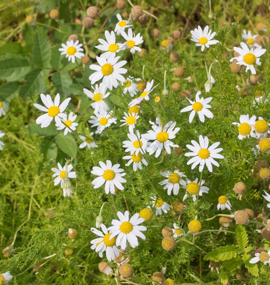 German Chamomile Organic - Image 2