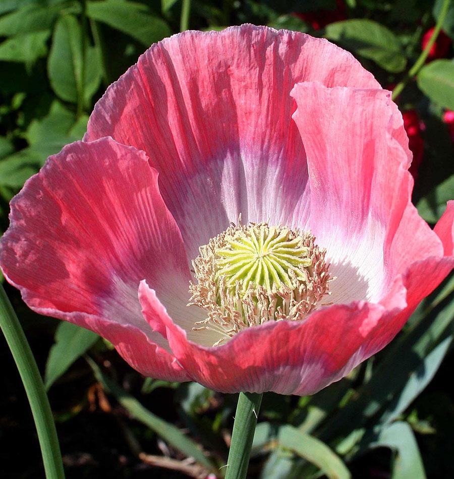Giganthemum - Image 2