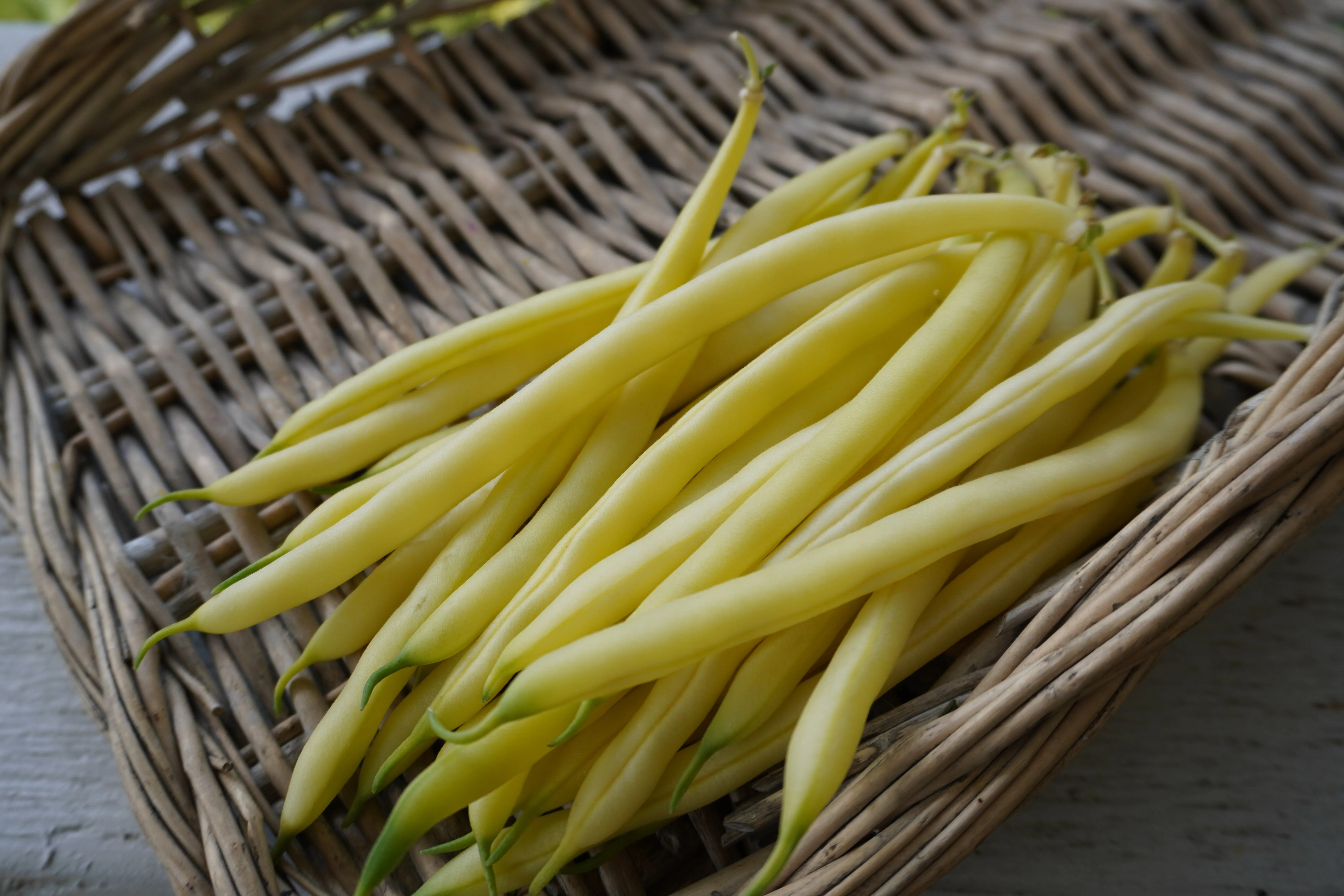Gold Rush Organic - Image 3