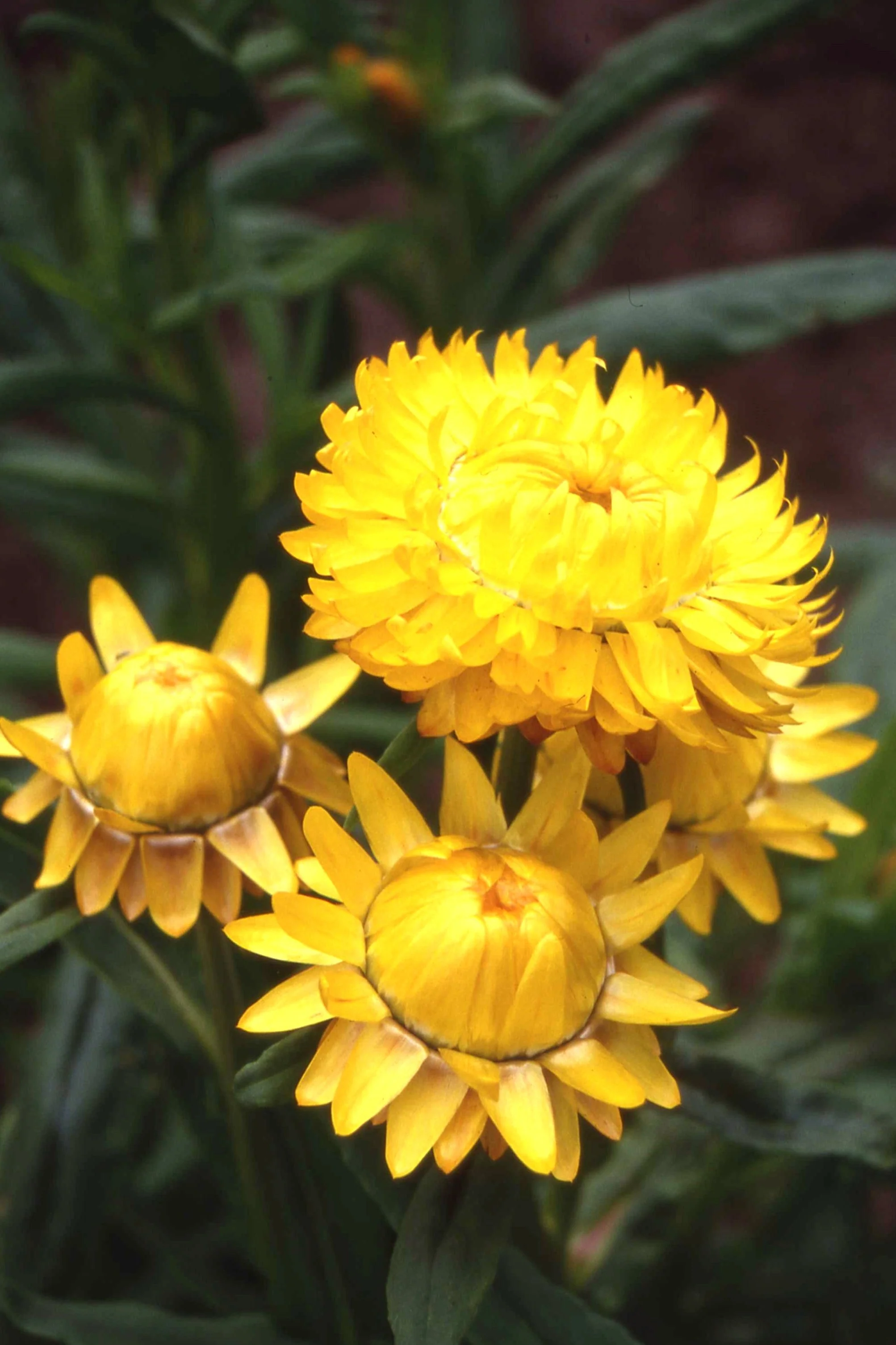 Golden Yellow - Image 2